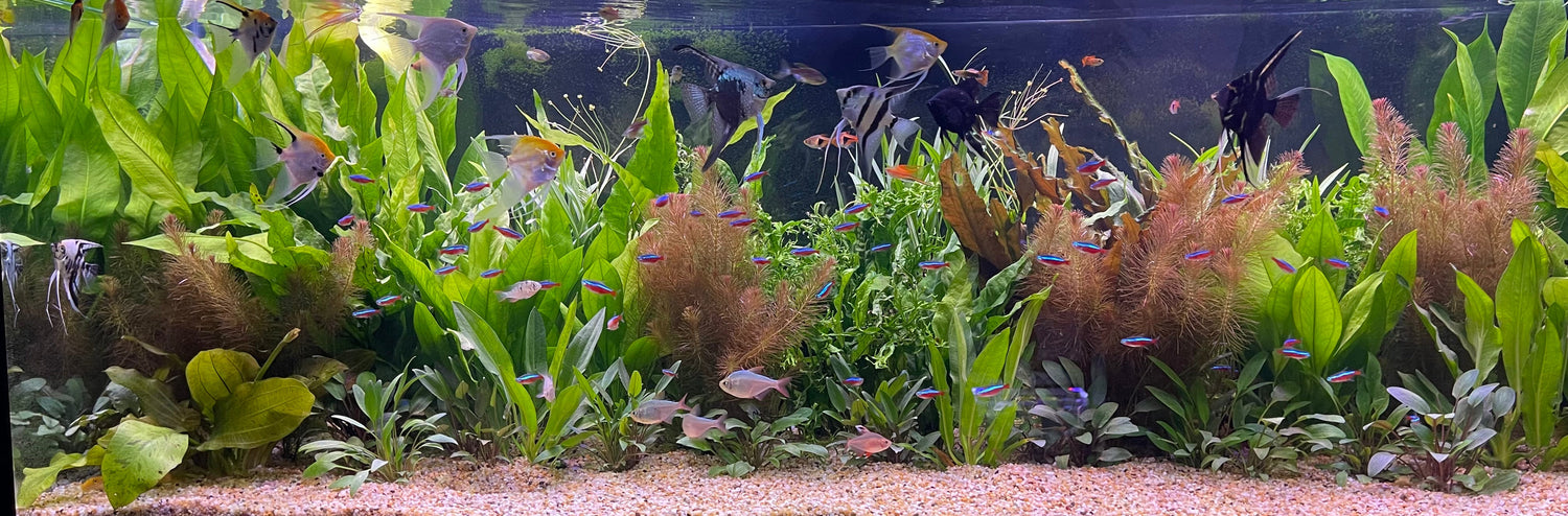 Tropical Fish Community Aquarium - Explore the Plants in this Aquascape