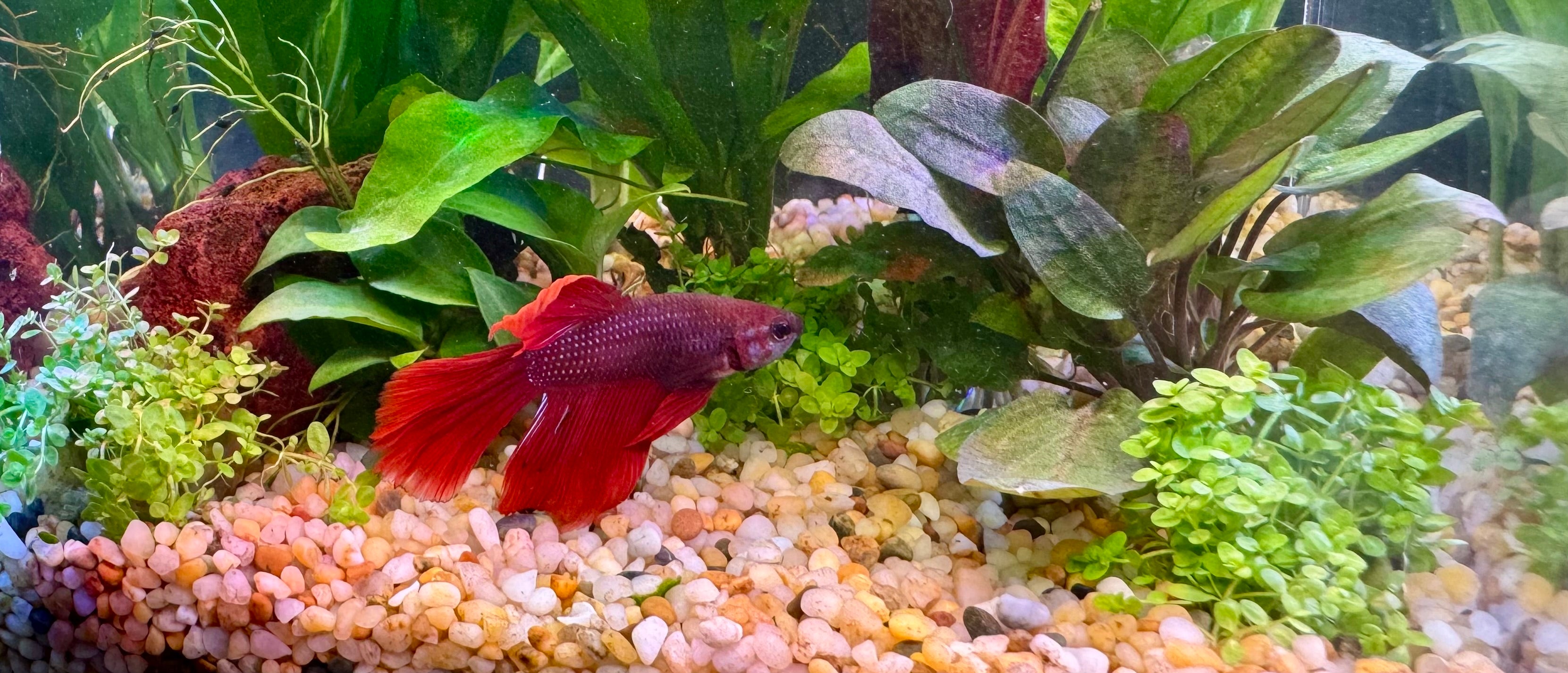 betta fish accessories australia Pisces Aquatics Glass Tank Betta Fish Accessories | Pet