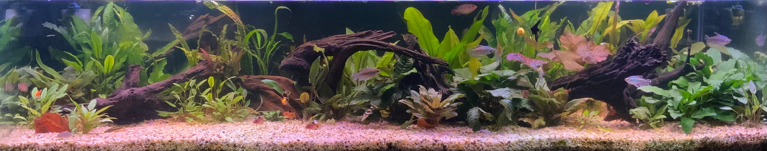 One Only Pieces - Unique Plants and Creations - Aquarium Art