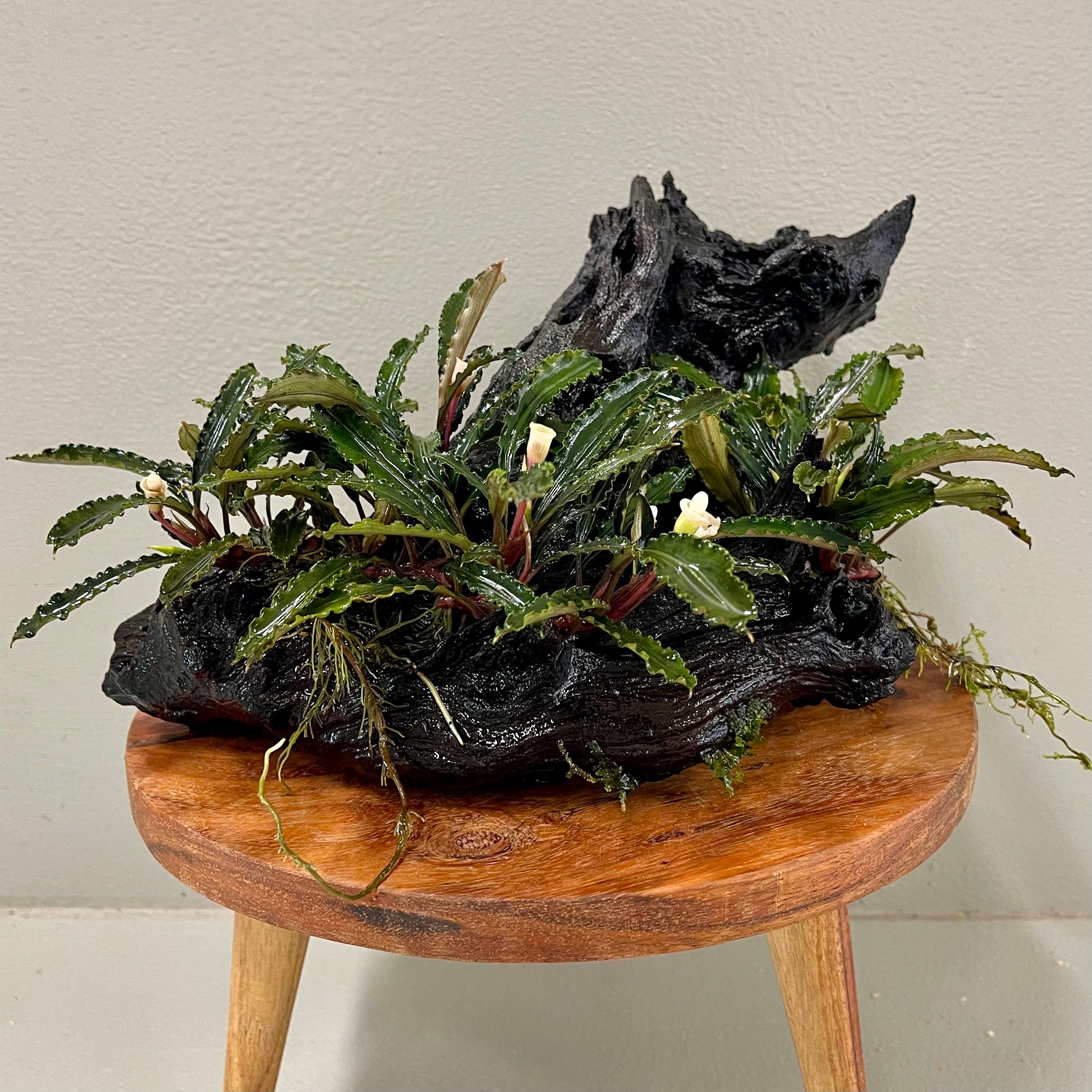 Bucephalandra