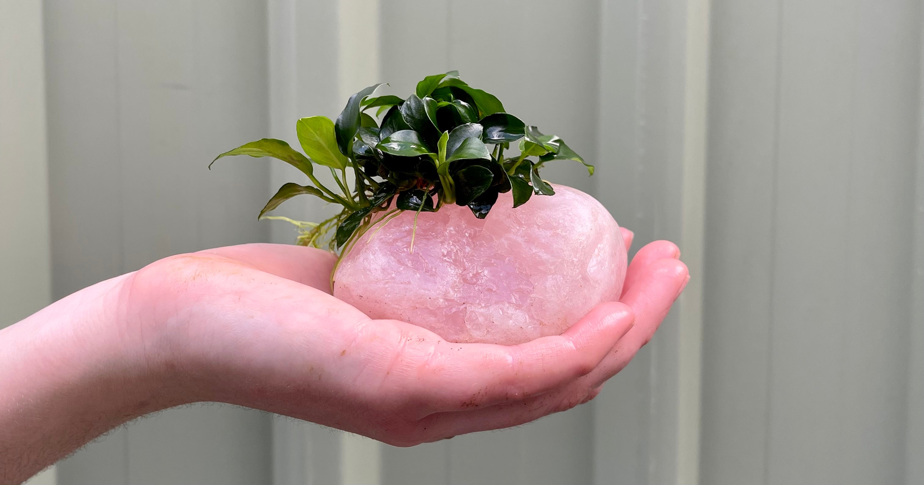 Rose Quartz Rocks with Anubias Petite Nana Creations