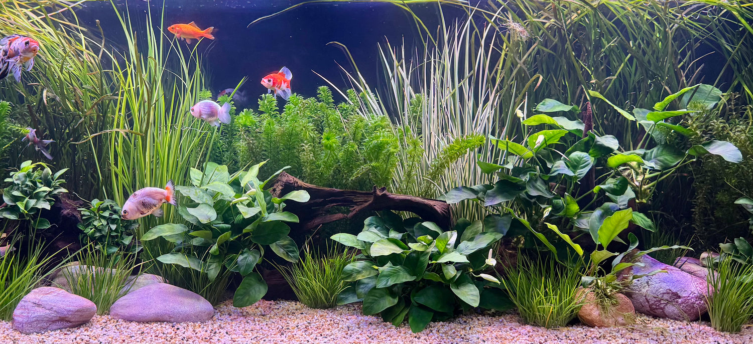 Aquarium Filters & Pumps