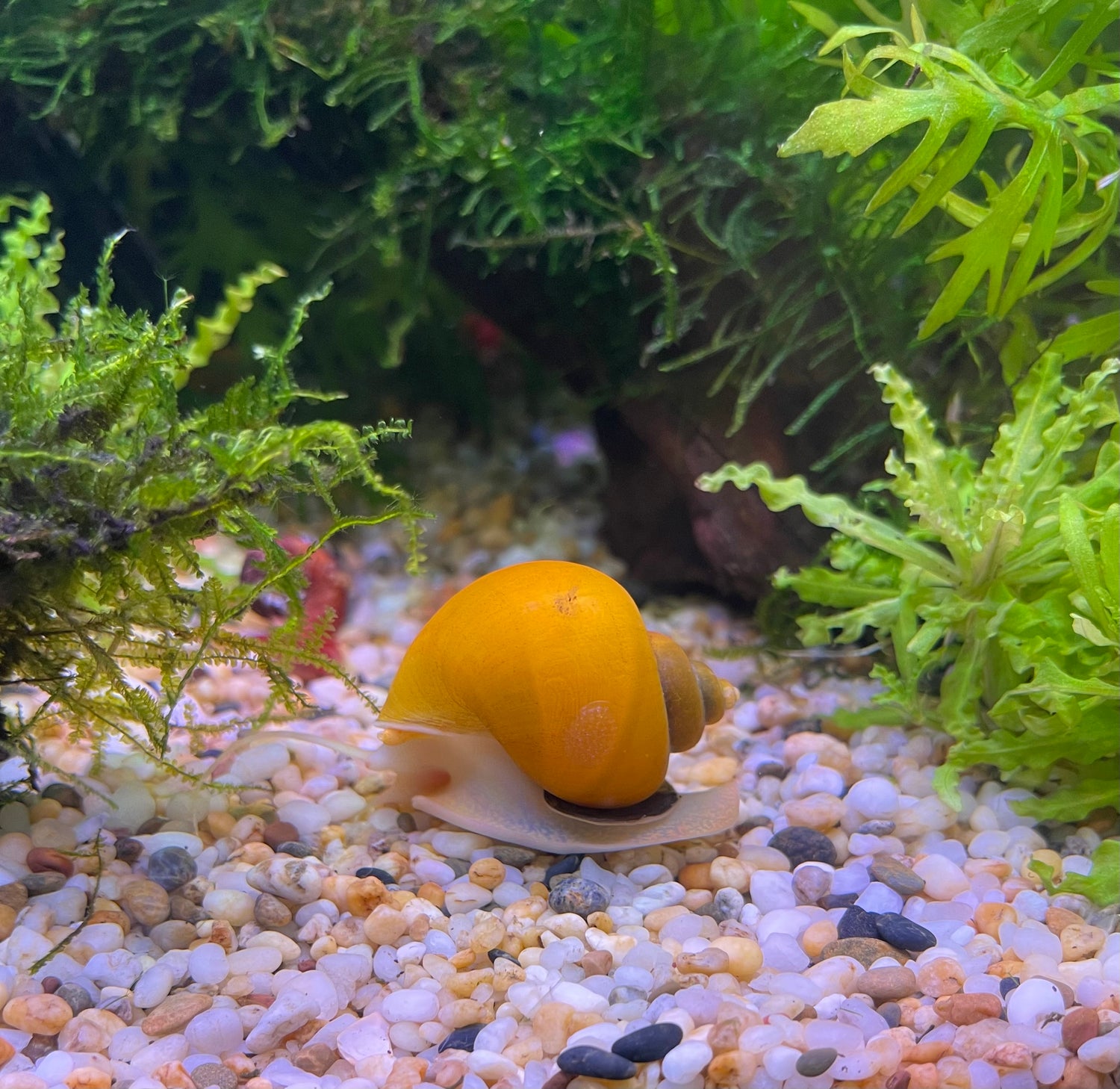 Aquarium Snails