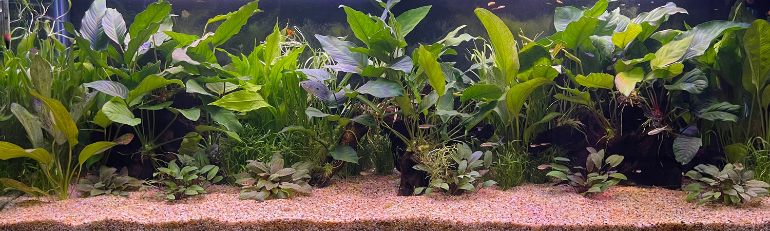 Driftwood Creations for Aquariums