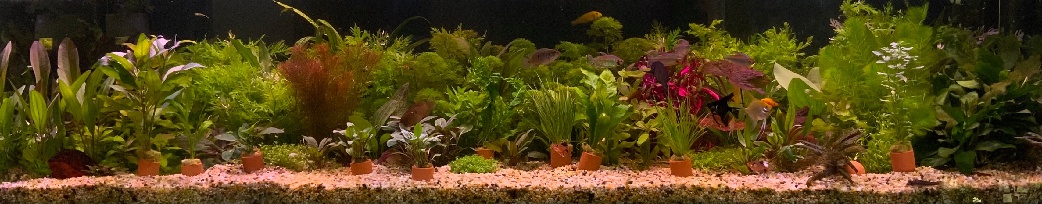 Terracotta 3cm Pots