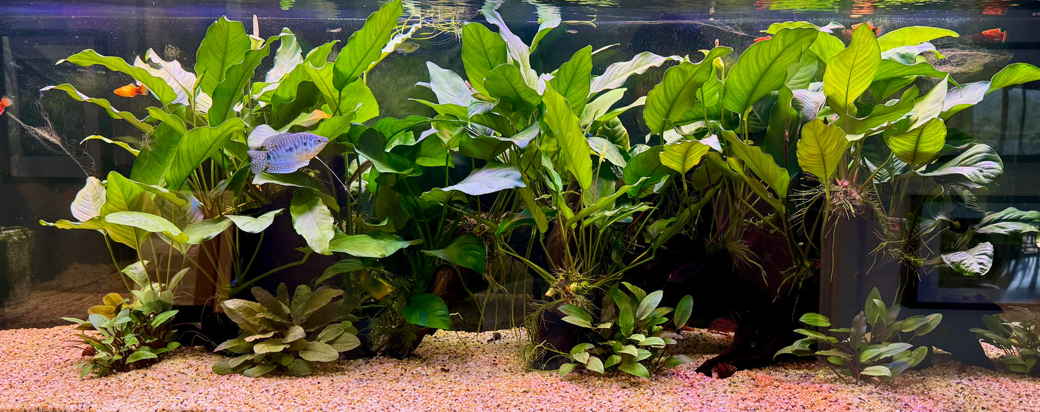 Anubias