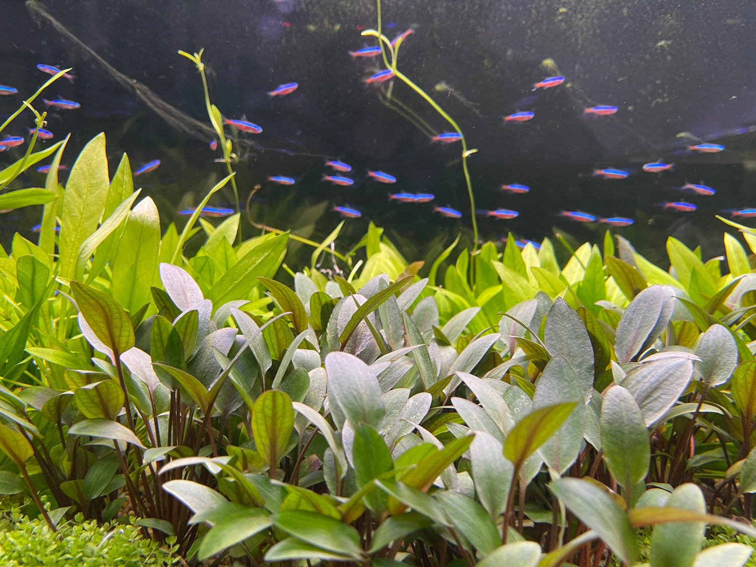 Crypts (Cryptocorynes)