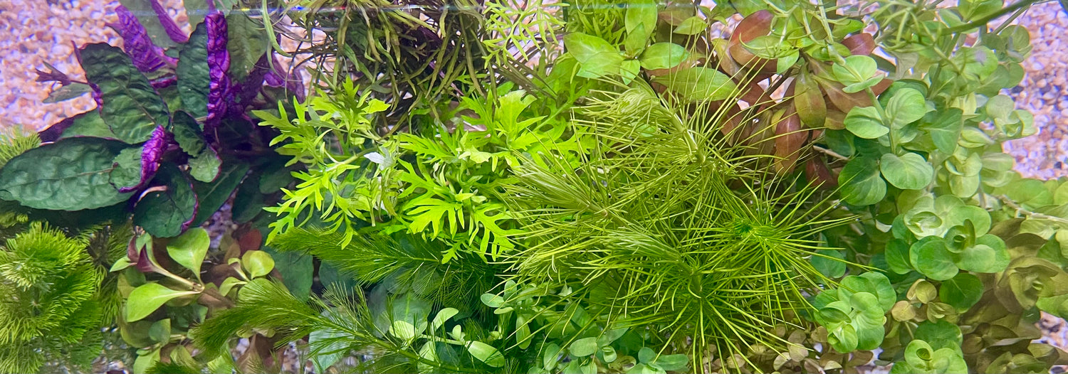 Aquarium Bunch Plants