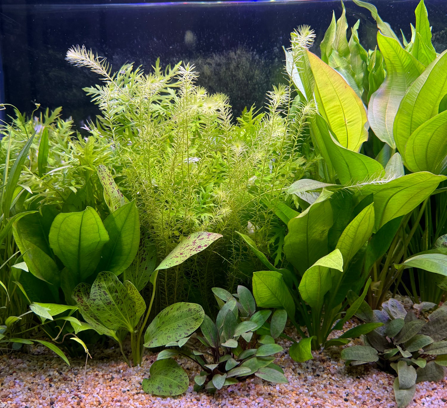 Sword Plants (Echinodorus)