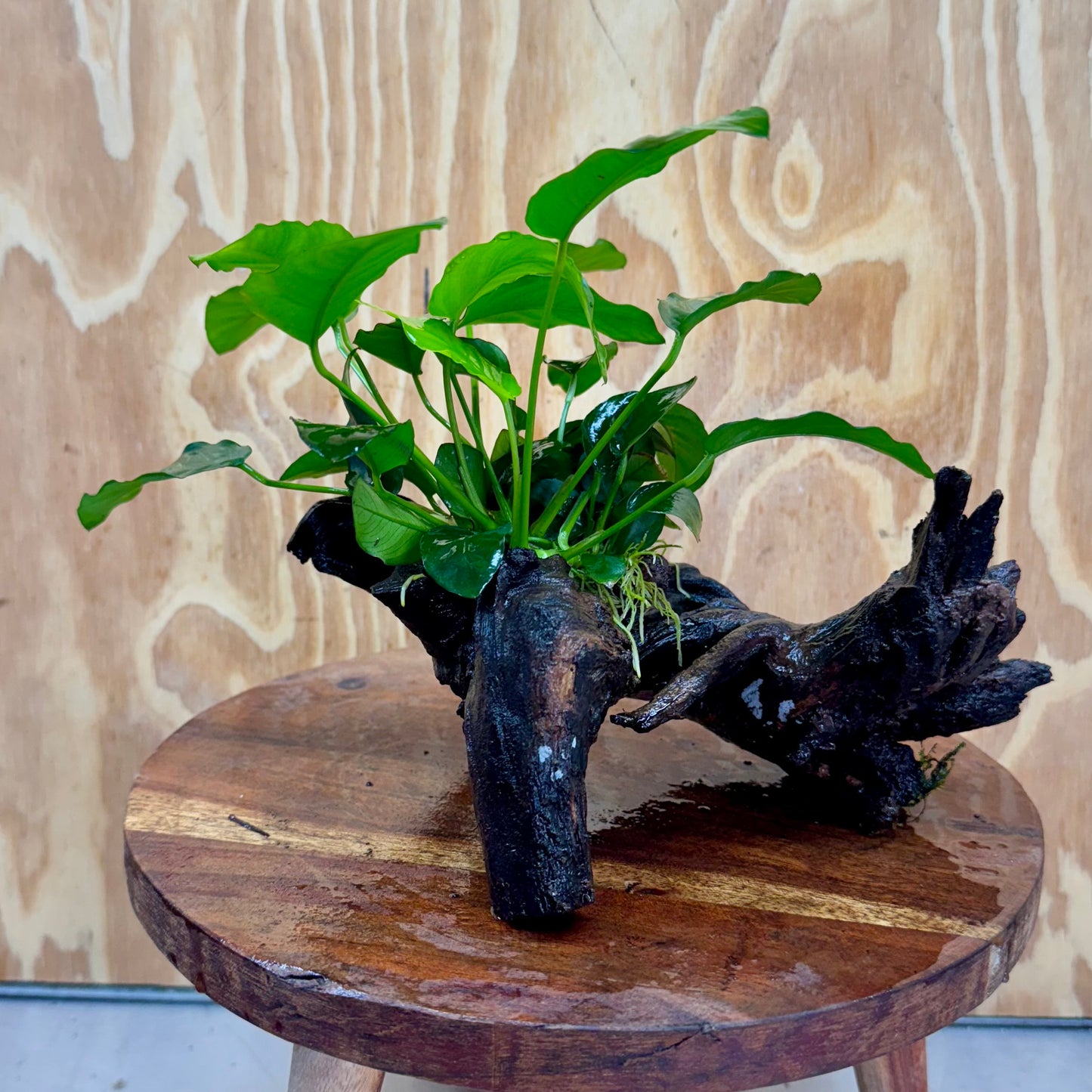 Pisces Enterprises Driftwood Creation Anubias 'Nana' on Medium Driftwood Creation Anubias Nana on Medium Driftwood - Aquarium Plants Australia