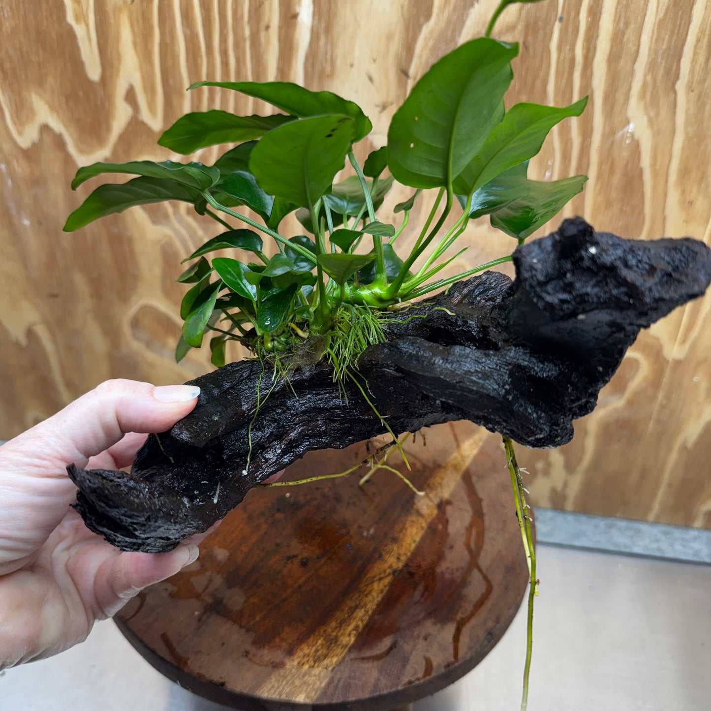 Anubias ‘Nana' on Medium Driftwood Creation - One Only - Beautiful