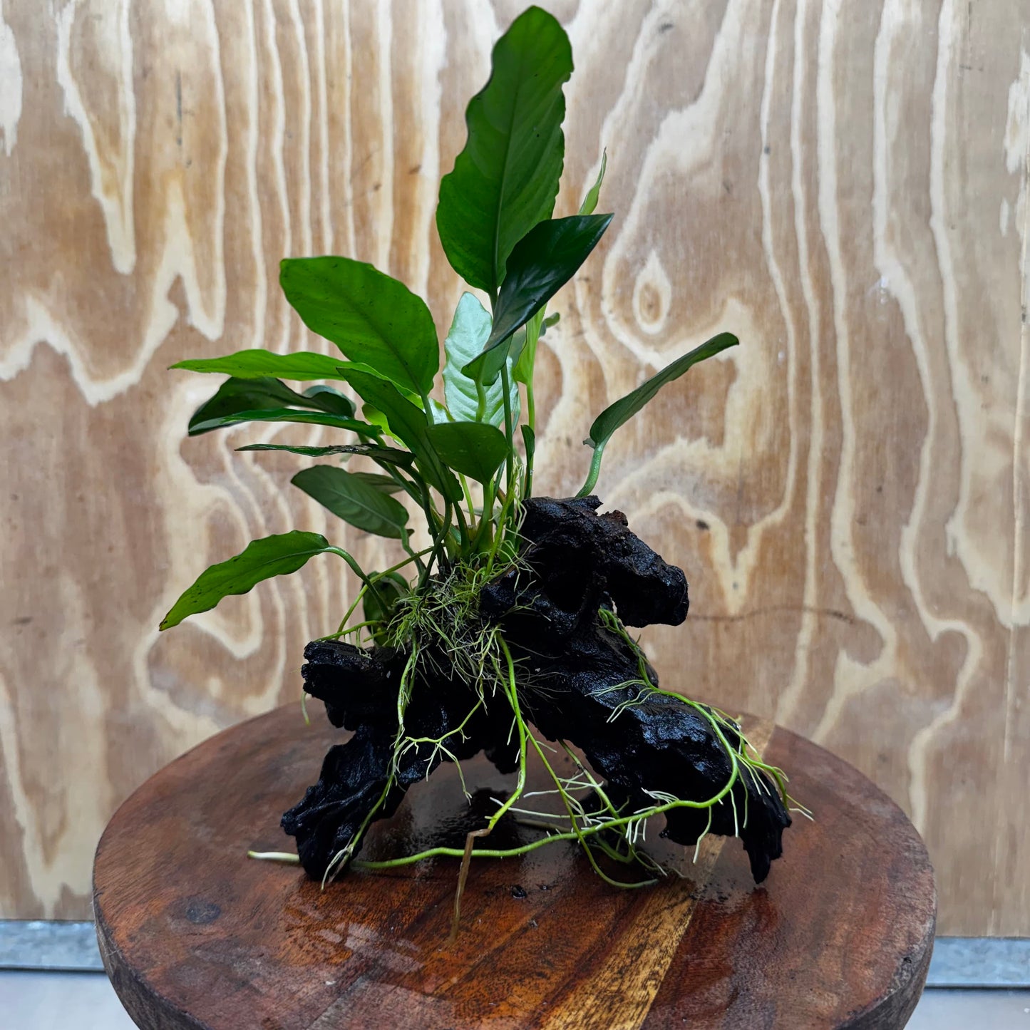 Anubias Paco on Medium Driftwood Creation - One Only - Bold