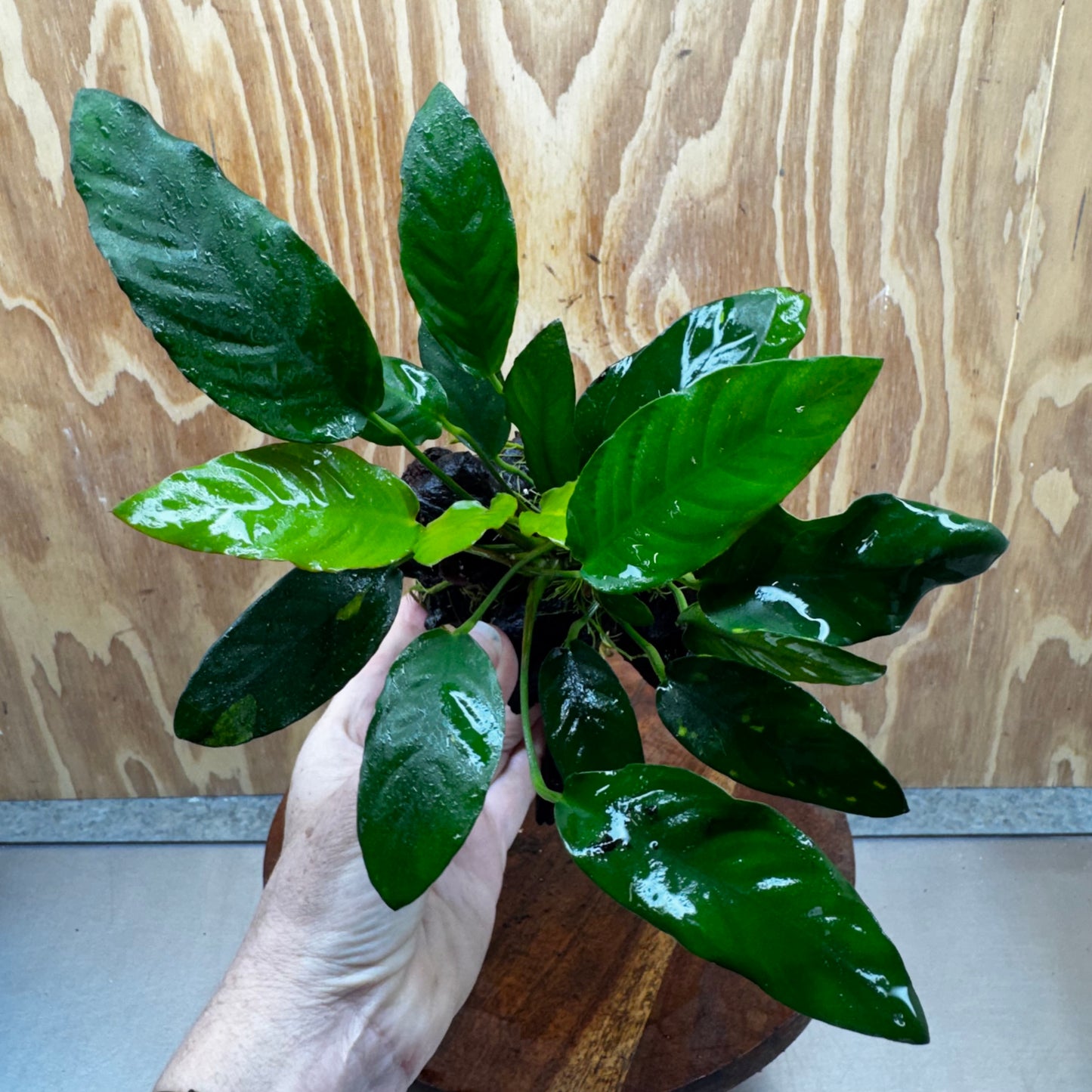 Anubias Paco on Medium Driftwood Creation - One Only - Bold