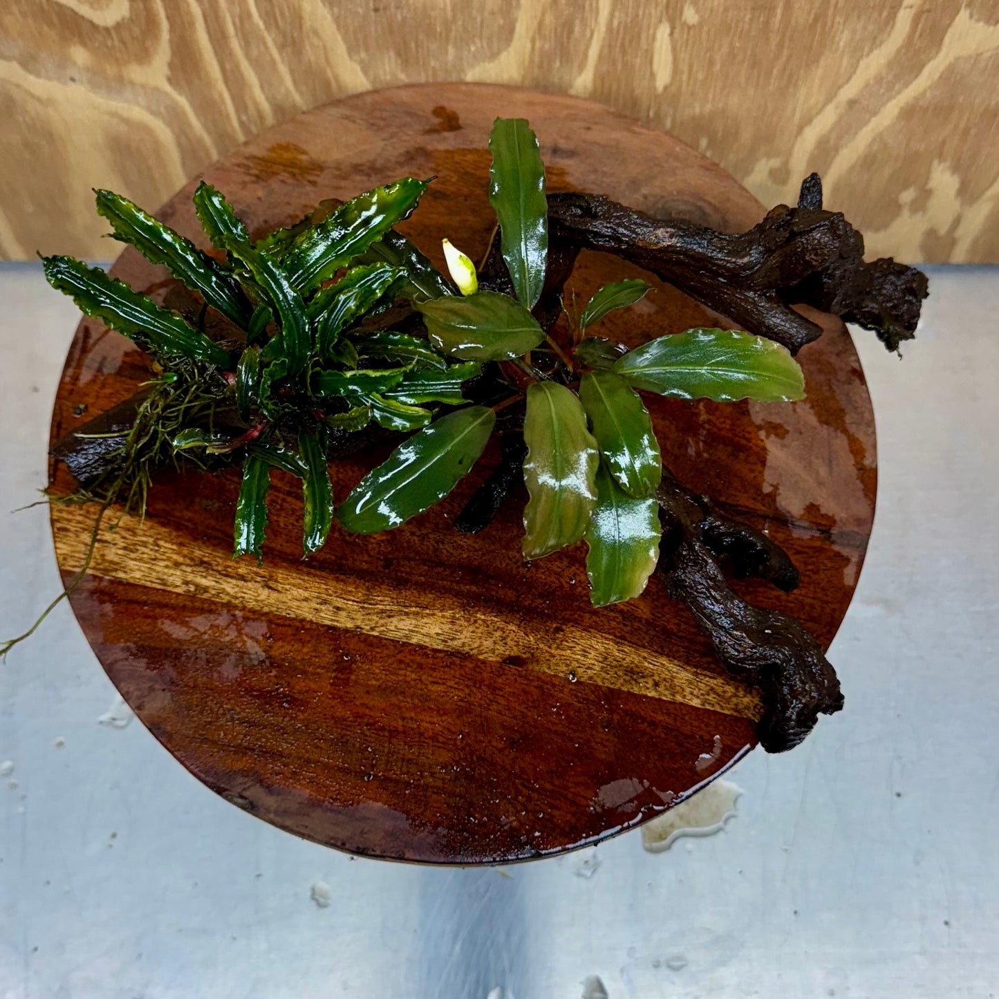 Double Bucephalandra on Large Driftwood - ONE ONLY - Eye-catching