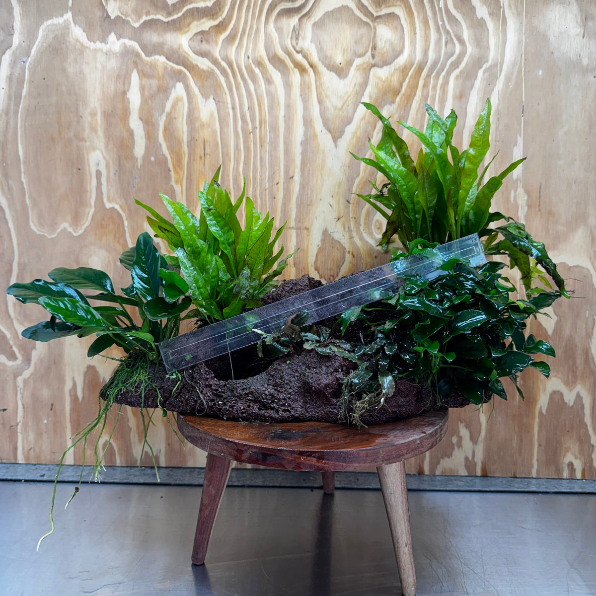 Red Lava Double Volcano with 2 Java Fern, Petite Nana Mother & Lucy Anubias - One Only