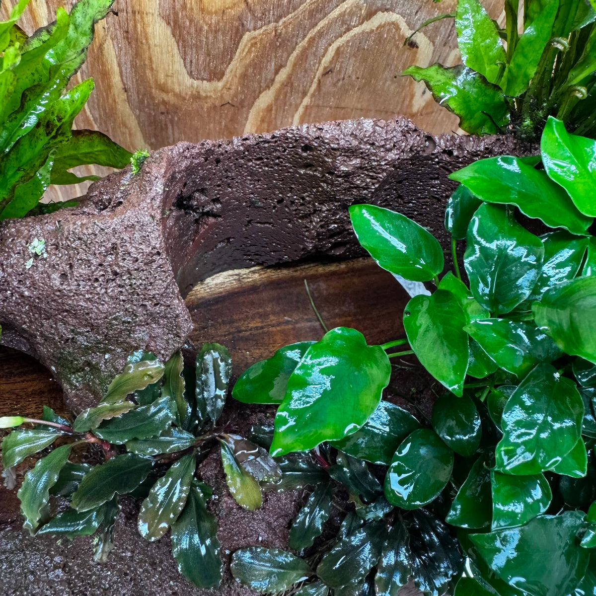 Red Lava Double Volcano with 2 Java Fern, Petite Nana Mother & Lucy Anubias - One Only