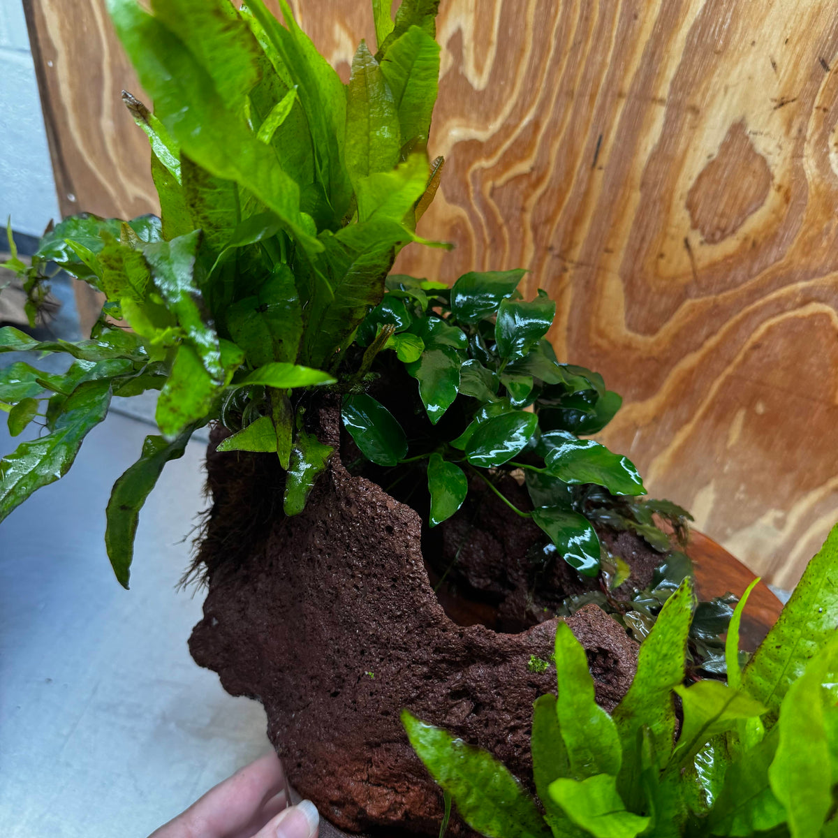 Red Lava Double Volcano with 2 Java Fern, Petite Nana Mother & Lucy Anubias - One Only
