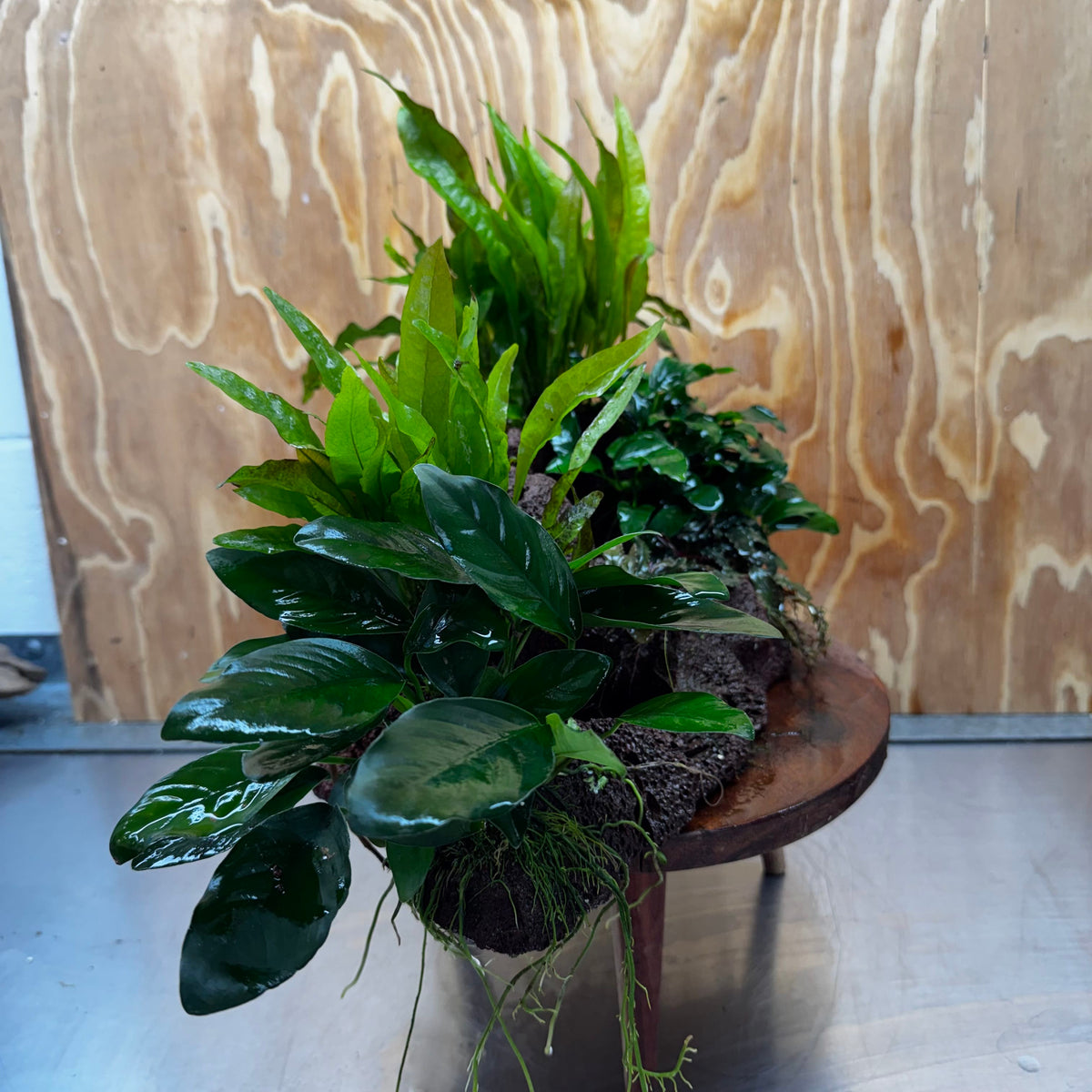 Red Lava Double Volcano with 2 Java Fern, Petite Nana Mother & Lucy Anubias - One Only
