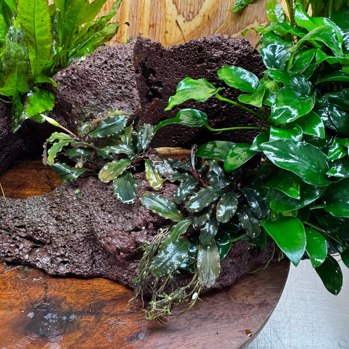 Red Lava Double Volcano with 2 Java Fern, Petite Nana Mother & Lucy Anubias - One Only