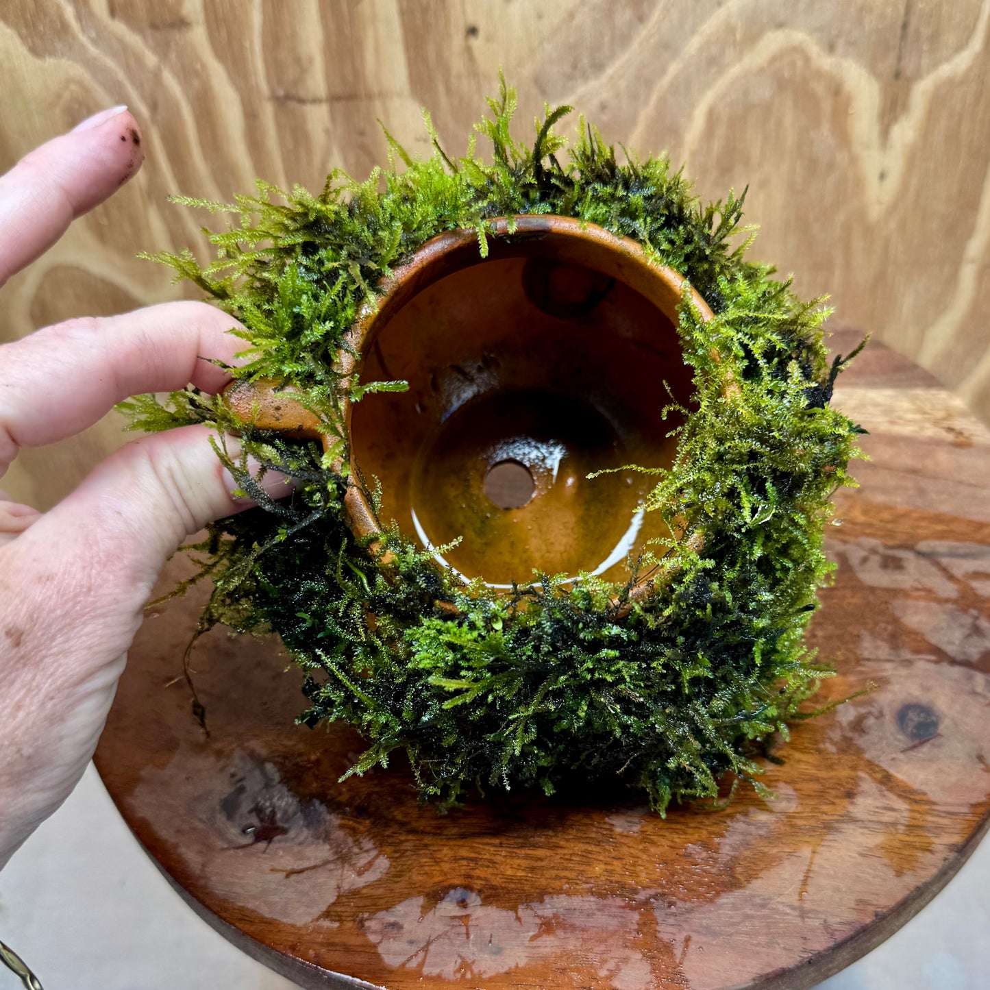 Small Terracotta Urn with Handles and Fontinalis (Java Moss) - One Only