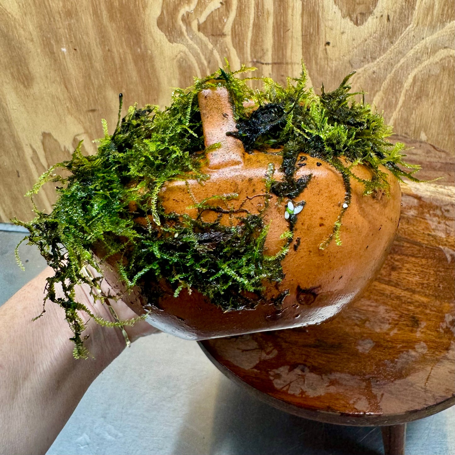 Small Terracotta Urn with Handles and Fontinalis (Java Moss) - One Only