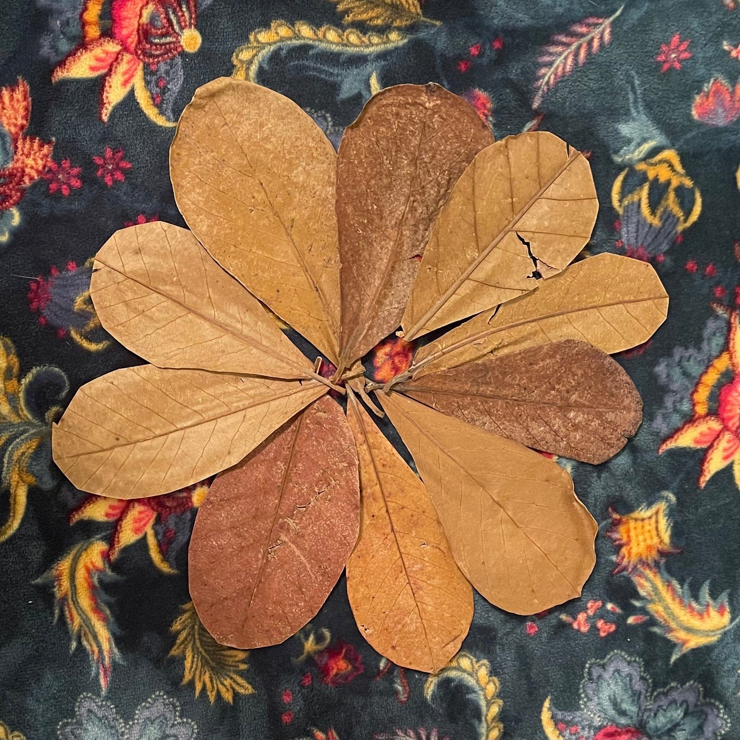 Pisces Aquatics Catappa Leaves Indian Almond Leaves or Catappa Leaves (10 leaf pack)