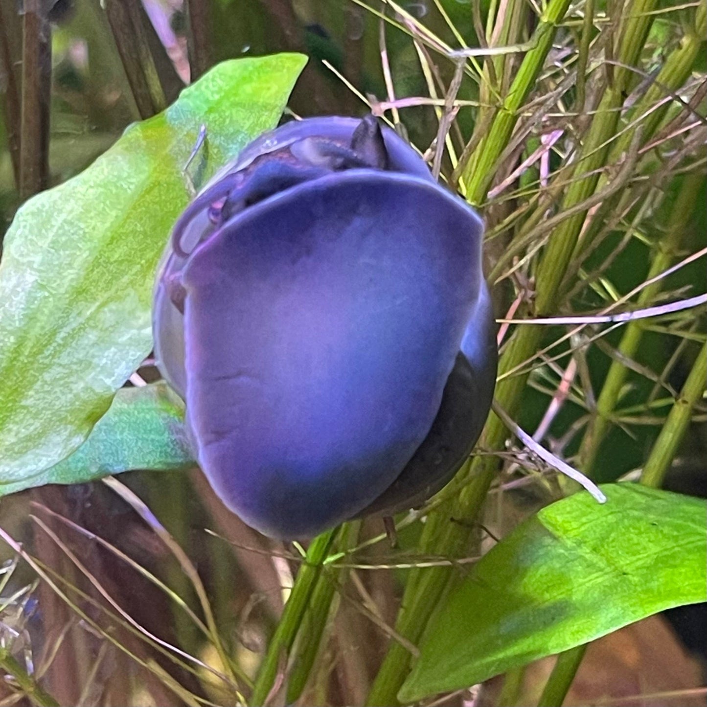 Pisces Aquatics Snails Blue Mystery Snail