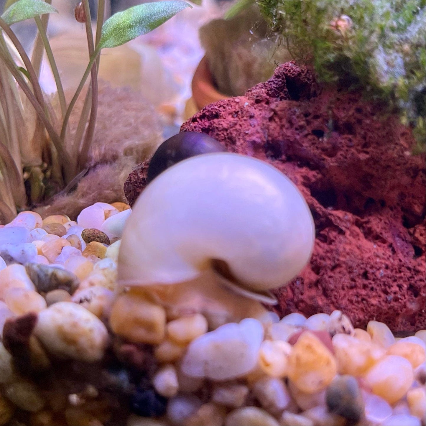 Pisces Aquatics Snails Ivory Mystery Snail Blue Mystery Snail - Aquarium Snails Australia from Scapeshop