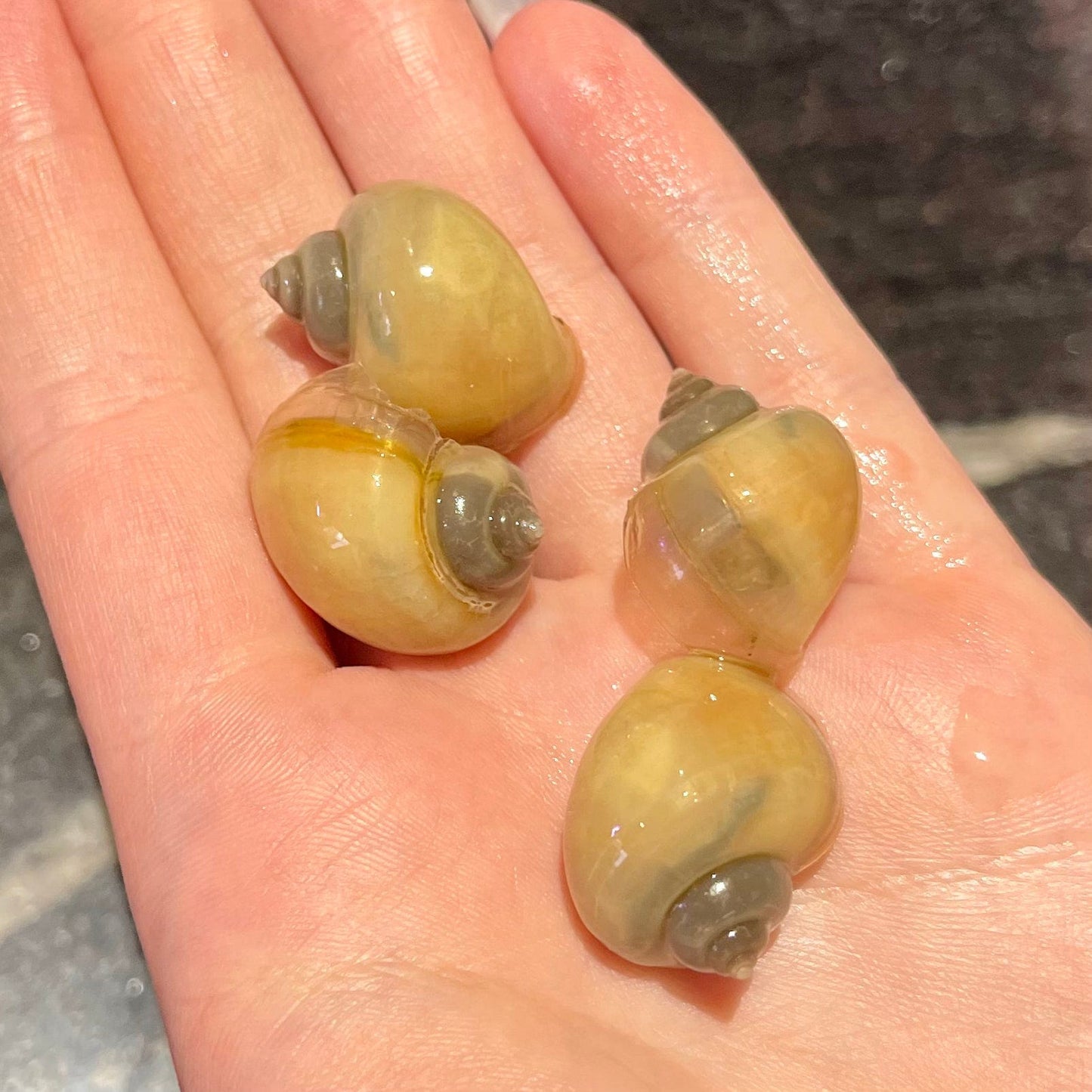 Pisces Aquatics Snails Ivory Mystery Snail Blue Mystery Snail - Aquarium Snails Australia from Scapeshop