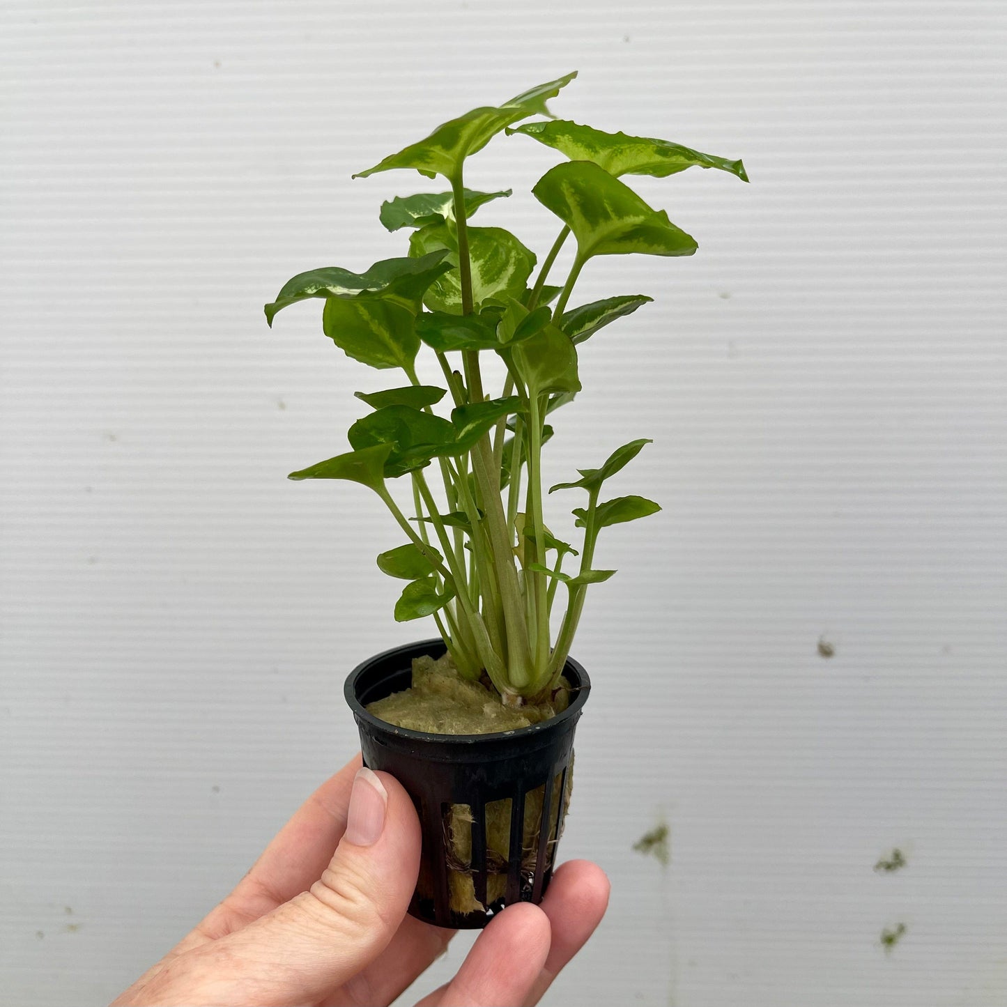 Pisces Enterprises 5cm Pot Borneo Sword - Green - 5cm Pot