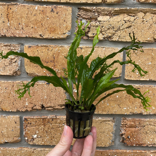 Pisces Enterprises 3cm Terracotta Pot Crested Microsorum (Windelov Java Fern) 5cm Pot