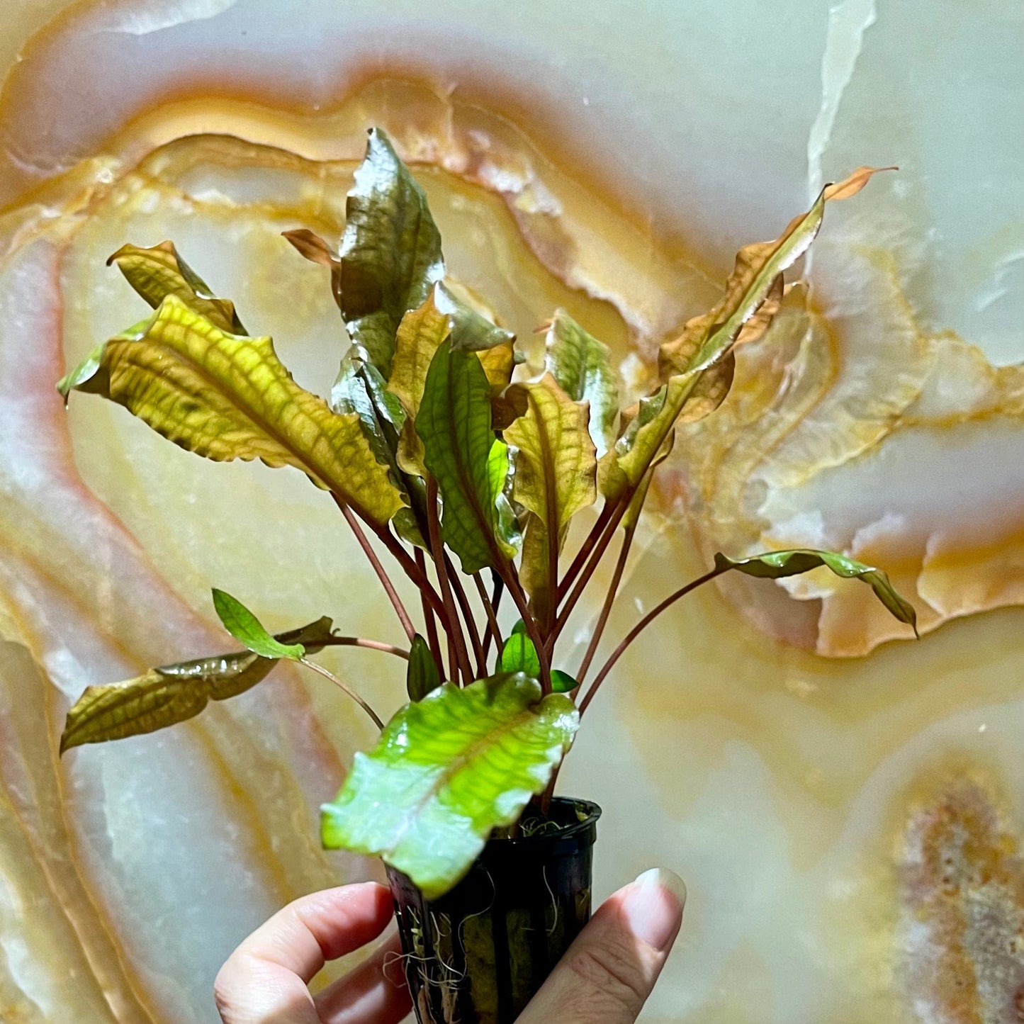 Pisces Enterprises 5cm Pot Cryptocoryne Mi Oya - submerse-grown 5cm Pot Buy Aquarium Plants Online Cryptocoryne Mi Oya Advanced 5cm Pot - Scapeshop