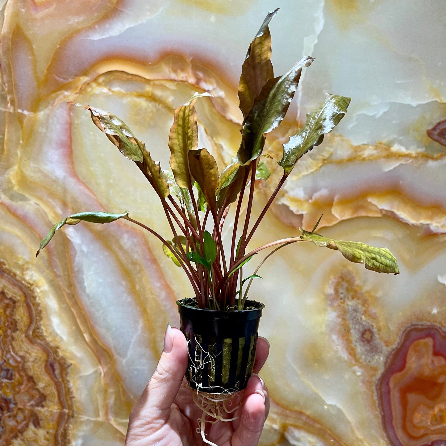 Pisces Enterprises 5cm Pot Cryptocoryne Mi Oya - submerse-grown 5cm Pot Buy Aquarium Plants Online Cryptocoryne Mi Oya Advanced 5cm Pot - Scapeshop