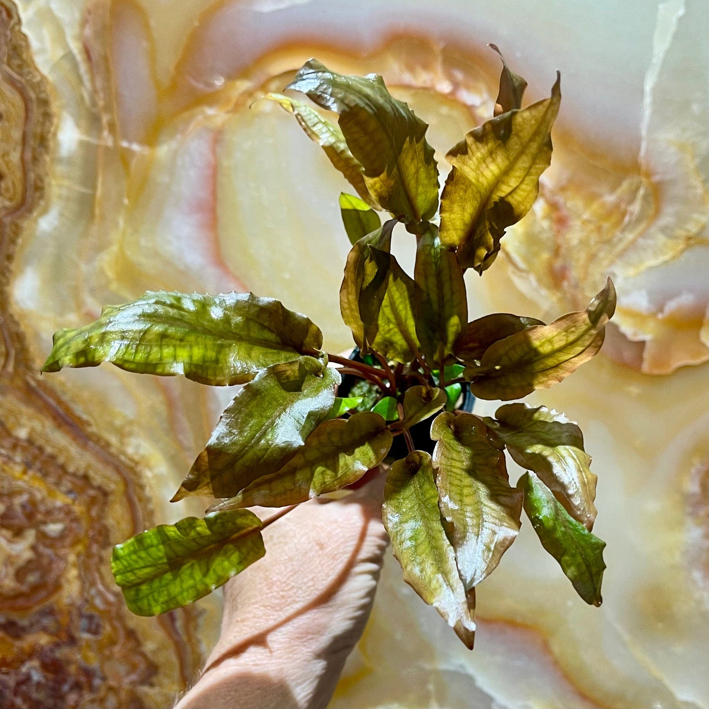 Pisces Enterprises 5cm Pot Cryptocoryne Mi Oya - submerse-grown 5cm Pot Buy Aquarium Plants Online Cryptocoryne Mi Oya Advanced 5cm Pot - Scapeshop