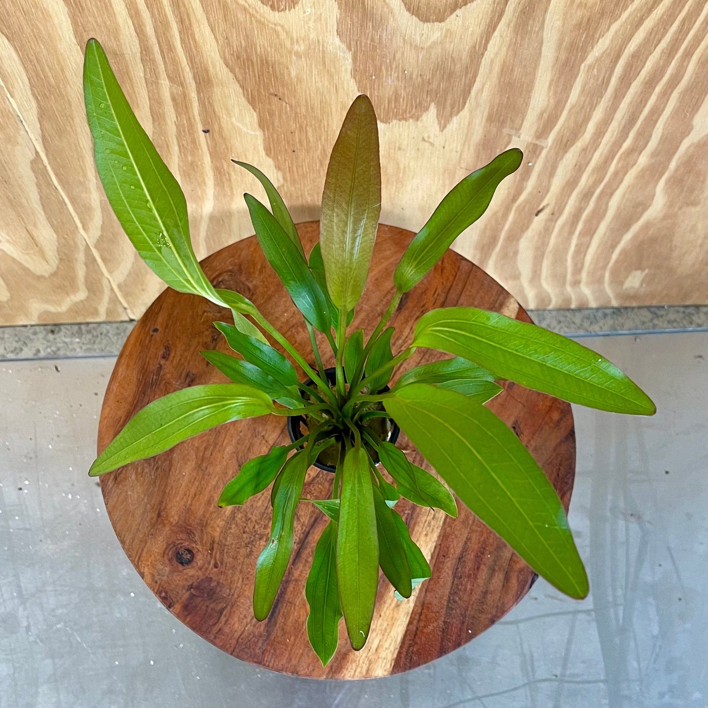 Pisces Enterprises 5cm Pot Echinodorus Red Martii 5cm Pot Echinodorus Red Martii 5cm Pot - Scapeshop Aquarium Plants