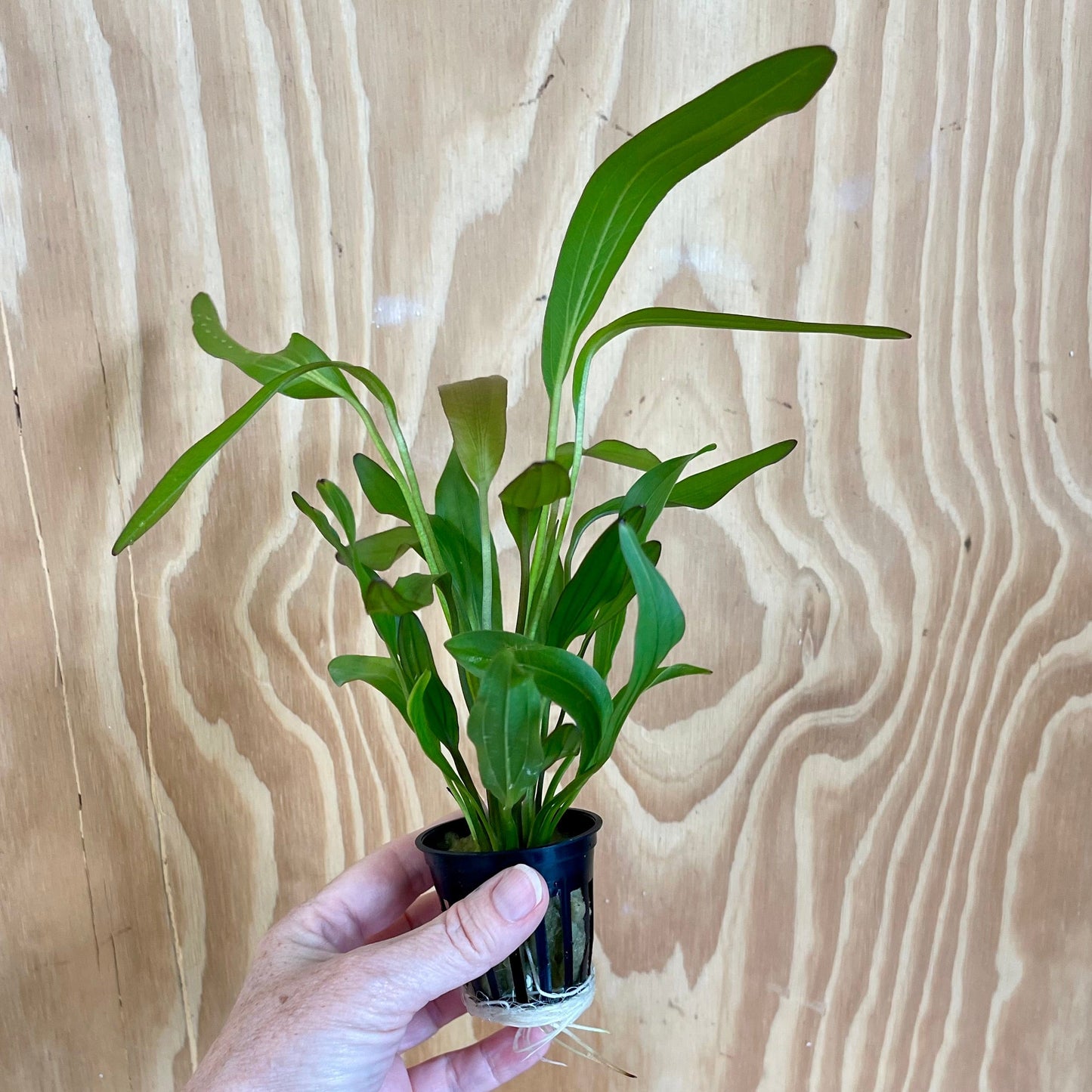 Pisces Enterprises 5cm Pot Echinodorus Red Martii 5cm Pot Echinodorus Red Martii 5cm Pot - Scapeshop Aquarium Plants