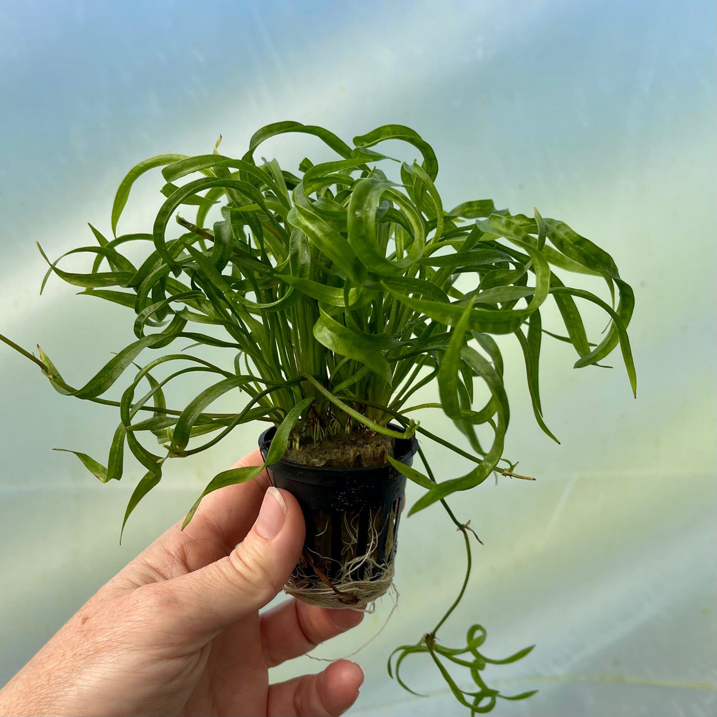 Pisces Enterprises 5cm Pot Echinodorus Vesuvius 5cm Pot