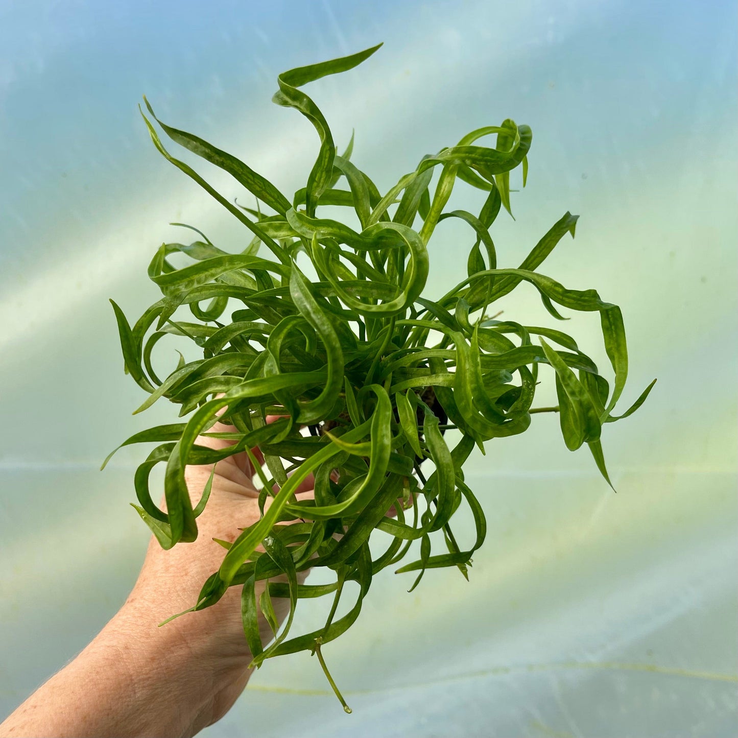 Pisces Enterprises 5cm Pot Echinodorus Vesuvius 5cm Pot