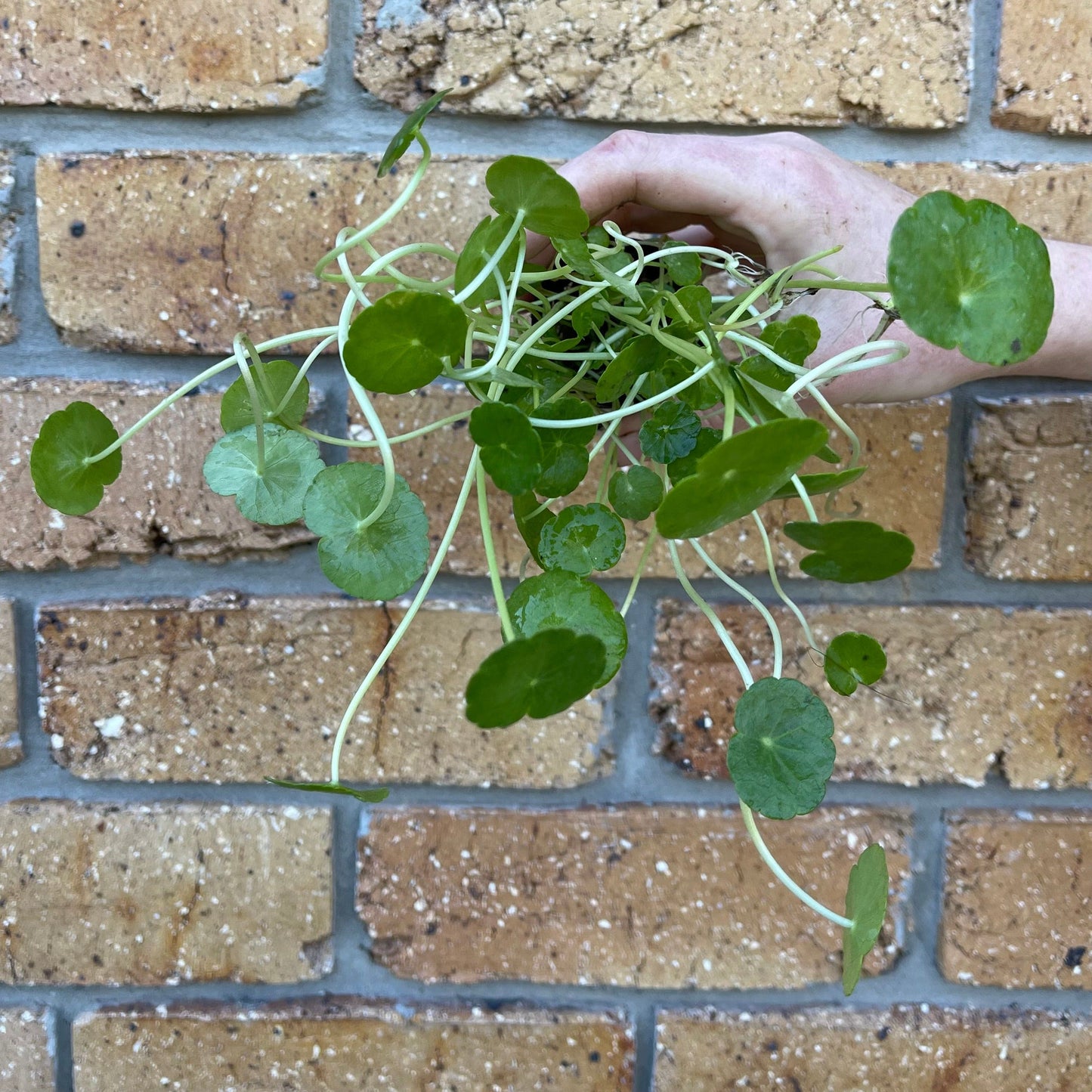 Pisces Enterprises 5cm Pot Hydrocotyle verticillata ~ “Shield Penny” 5cm Pot
