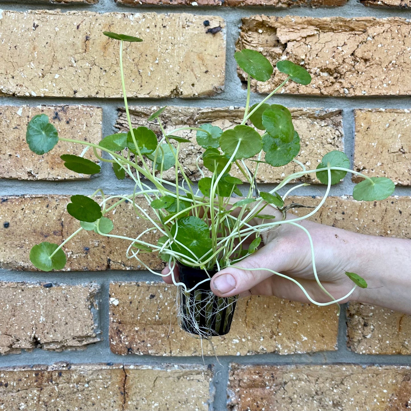Pisces Enterprises 5cm Pot Hydrocotyle verticillata ~ “Shield Penny” 5cm Pot