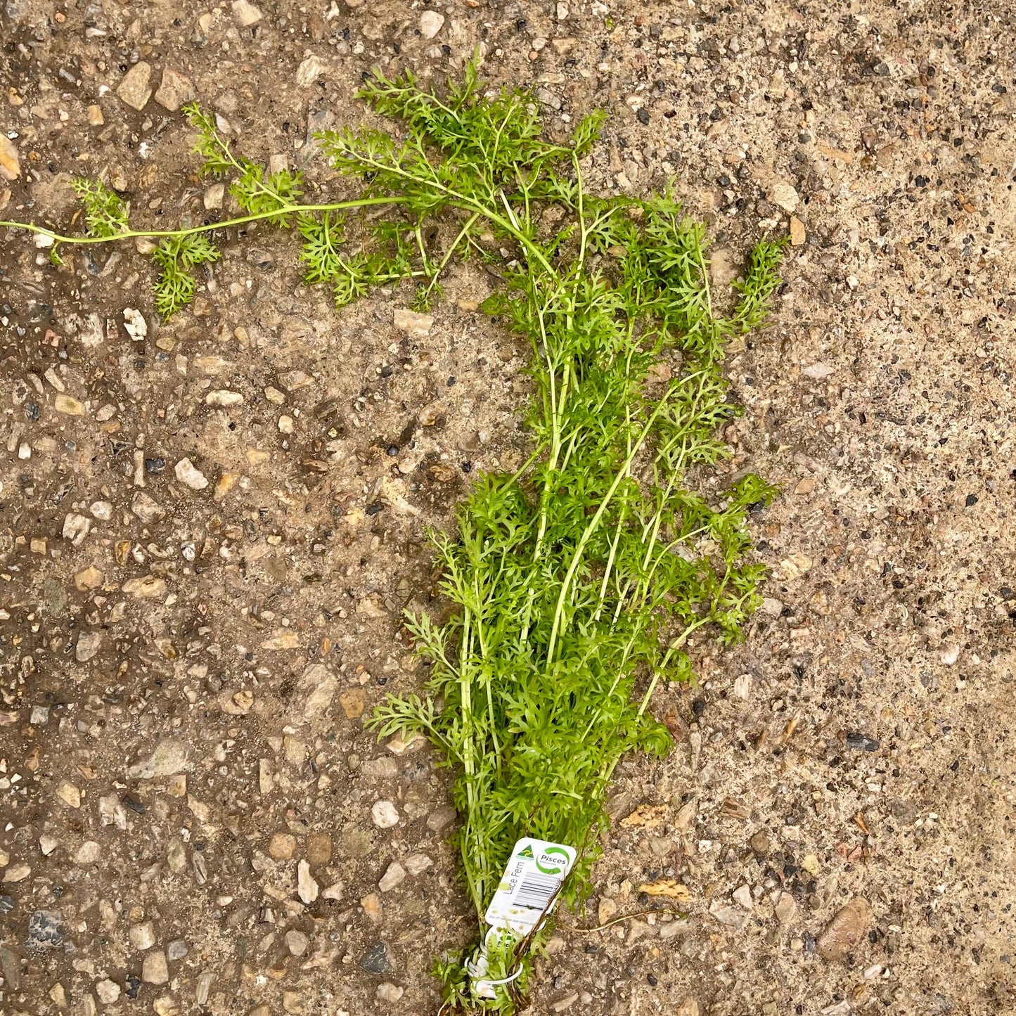 Pisces Enterprises Bunch Plant Lace Fern Bunch Lace Fern Aquarium Plant Bunch