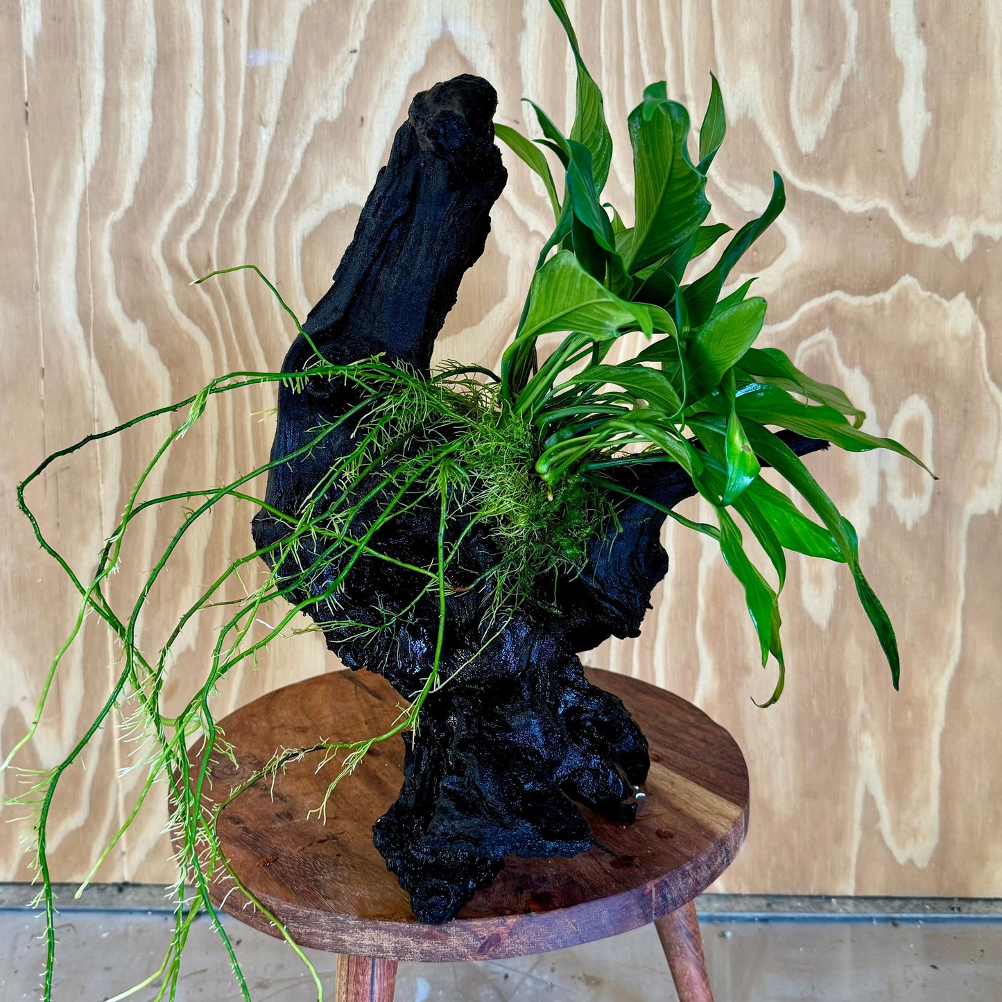 Pisces Enterprises Driftwood Creation Anubias Frilly on Large Driftwood Creation - ONE ONLY Anubias Frilly on Large Driftwood - one only - Aquarium Plants