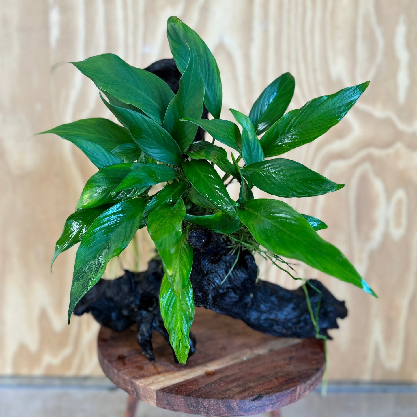 Pisces Enterprises Driftwood Creation Anubias Frilly on Large Driftwood Creation - ONE ONLY Anubias Frilly on Large Driftwood - one only - Aquarium Plants