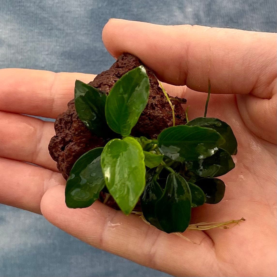 Pisces Enterprises Rock Creation Anubias Petite Nana on Nano Lava Rock Creation