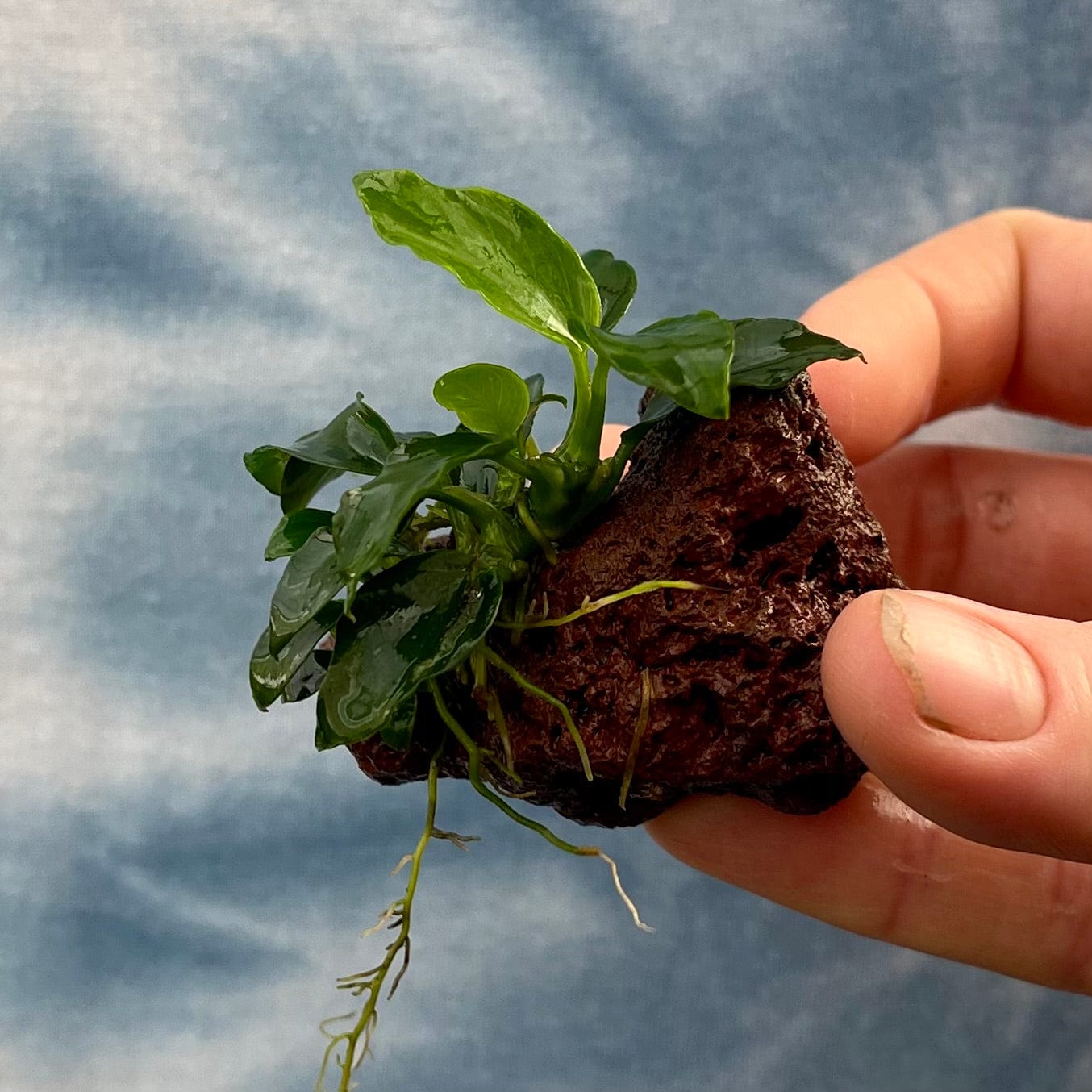 Pisces Enterprises Rock Creation Anubias Petite Nana on Nano Lava Rock Creation