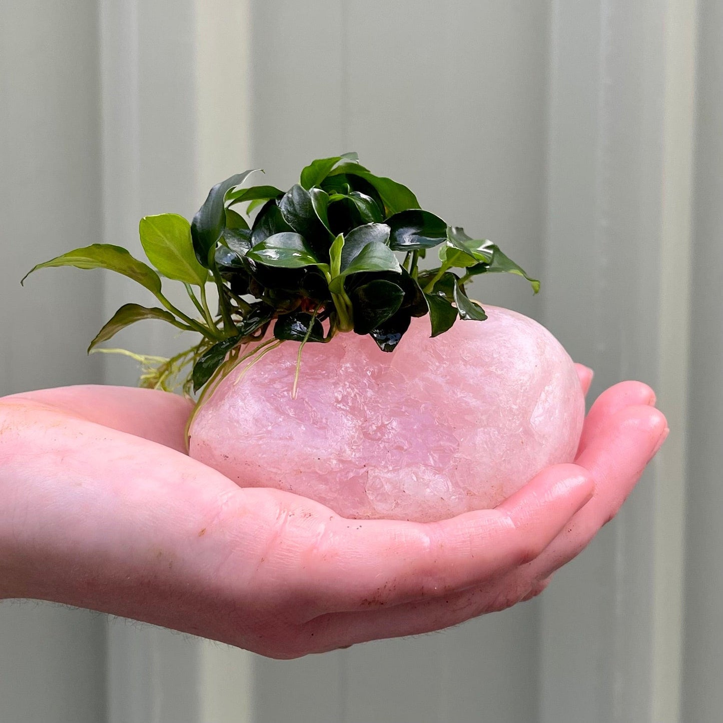 Pisces Enterprises Rock Creation Tumbled Rose Quartz Creation with Anubias Nana "Petite" - ONE ONLY - Piece F