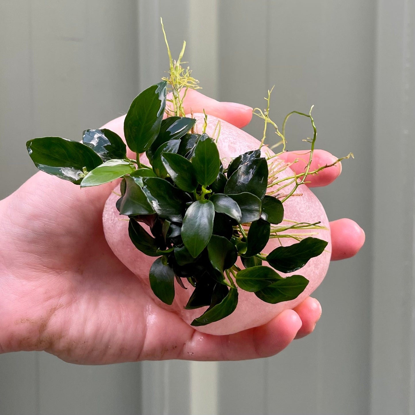 Pisces Enterprises Rock Creation Tumbled Rose Quartz Creation with Anubias Nana "Petite" - ONE ONLY - Piece F