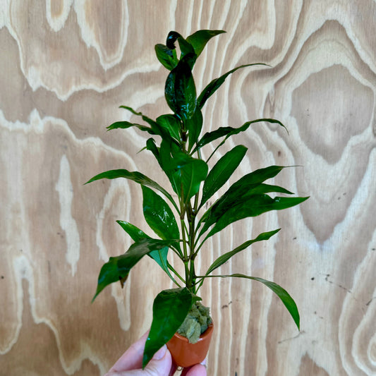 Pisces Enterprises 3cm Terracotta Pot Blue Stricta 3cm Terracotta Pot