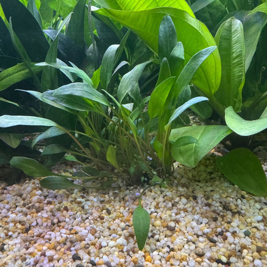 Pisces Enterprises 3cm Terracotta Pot Cryptocoryne Lutea 3cm Terracotta Pot Cryptocoryne Lutea 3cm Terracotta Pot