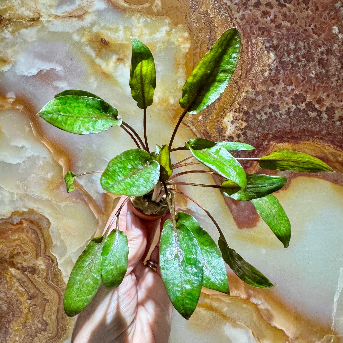 Pisces Enterprises 3cm Terracotta Pot Cryptocoryne Mi Oya 3cm Terracotta Pot Buy Aquarium Plants Online Cryptocoryne Mi Oya - Scapeshop Australia